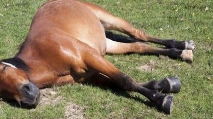 Lo imputaron por maltrato animal tras la muerte de su caballo