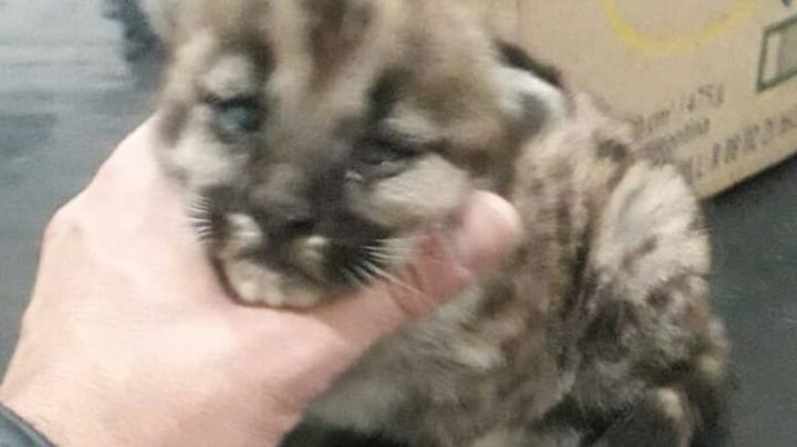 Hallaron a tres cachorros de puma recién nacidos