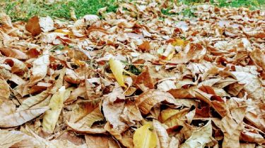 Las hojas no son basura: ¿qué podemos hacer en otoño?