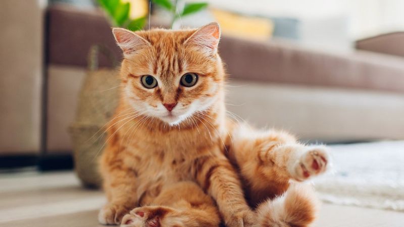 ¿Cuánto viven un gato doméstico y uno callejero?