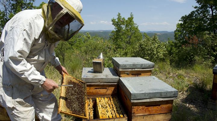 Arrancó la campaña federal "Más miel todo el año"
