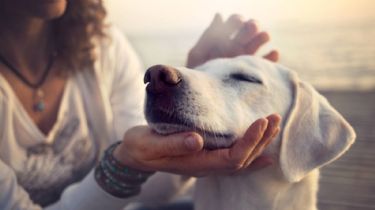 Perros felices: cómo cuidar y consentir a tu mejor amigo