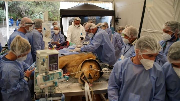 Veterinarios le realizaron un chequeo al león del Parque de la Biodiversidad