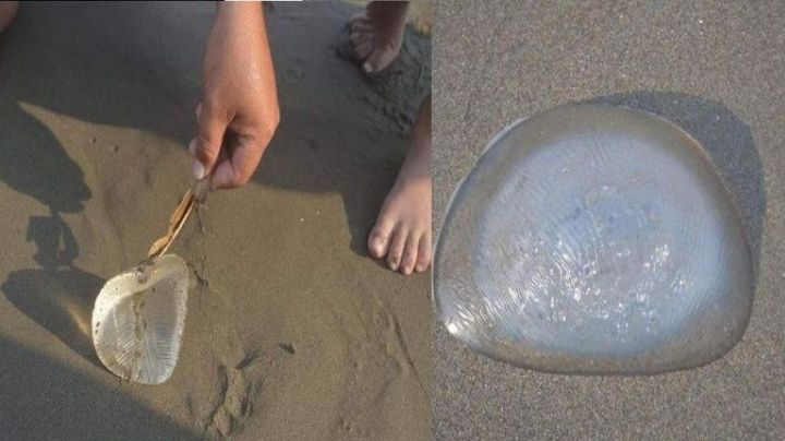 Encontraron una «aguaviva» en la playa: resultó ser otra cosa