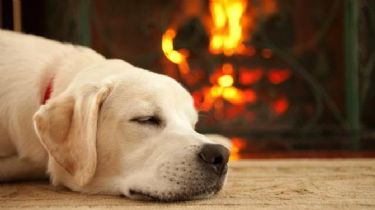 ¿Cómo les afecta la calefacción a las mascotas?