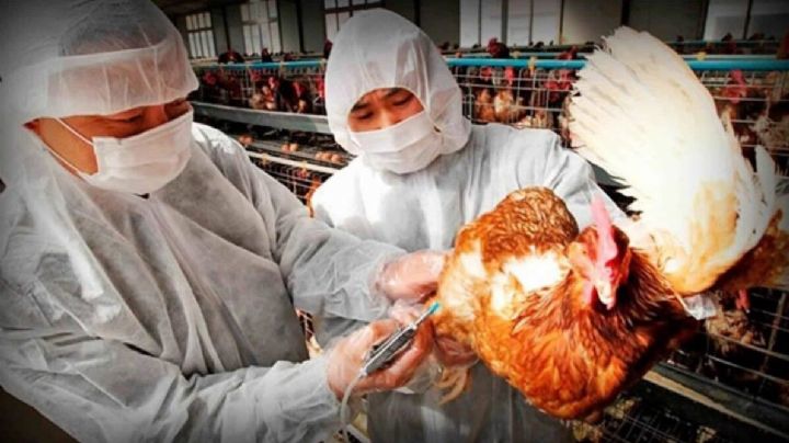 China: Confirman el primer contagio humano de gripe aviar