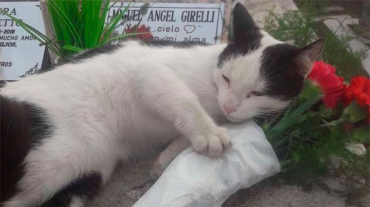 Gatita cuida una tumba: «Debe ser por tantos animales que rescató mi mamá»