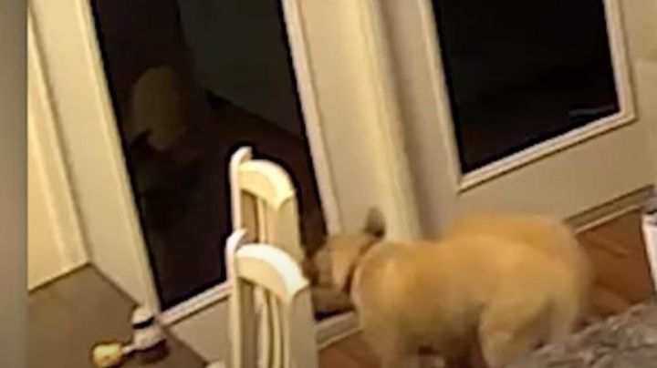Video viral: Perro observa su propio reflejo y huye al ver «otro can»