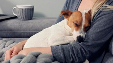 4 razones para adoptar un perro sin raza