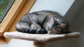 ¿Cuál es la razón de que los gatos duerman en lugares altos?
