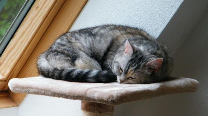 ¿Cuál es la razón de que los gatos duerman en lugares altos?