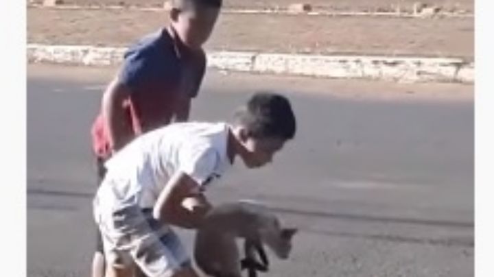 Un niño se hace viral en Brasil al rescatar a un gato de una alcantarilla