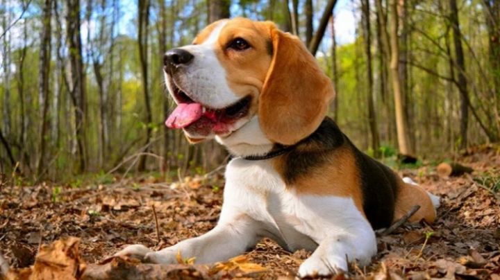 ¿Cuáles son las razas de perros más populares?