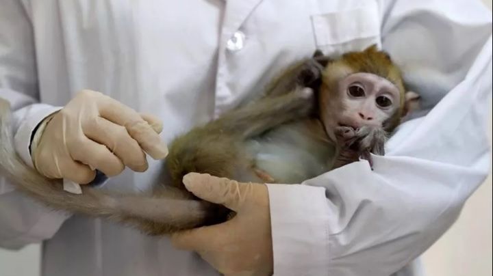 China: Murió el primer paciente con viruela de los monos