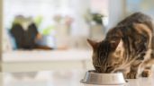 ¿Por qué los gatos creen que sus platos de comida están vacíos?