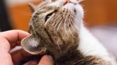 Por qué los gatos se volvieron más cariñosos en pandemia