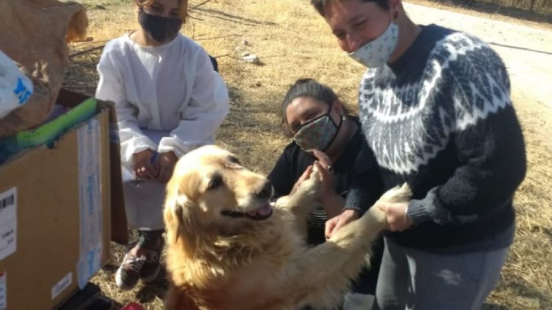 En Cosquín vacunaron a más de 4 mil mascotas