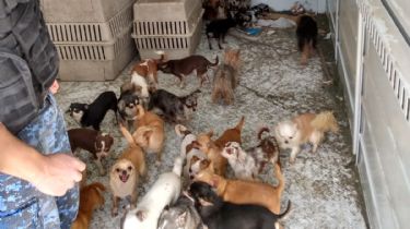 Rescataron a 83 perros de raza maltratados en un criadero de Salsipuedes