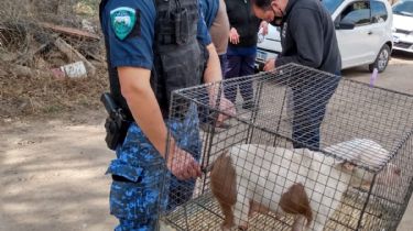 Rescataron a 83 perros de raza maltratados en un criadero de Salsipuedes