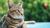 ¿Por qué los gatos abandonan a sus dueños?