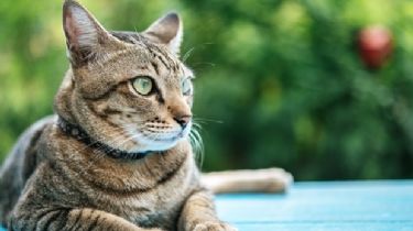 ¿Por qué los gatos abandonan a sus dueños?