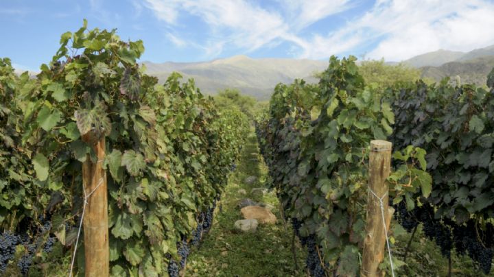 Coordinan acciones para incrementar las exportaciones de vino
