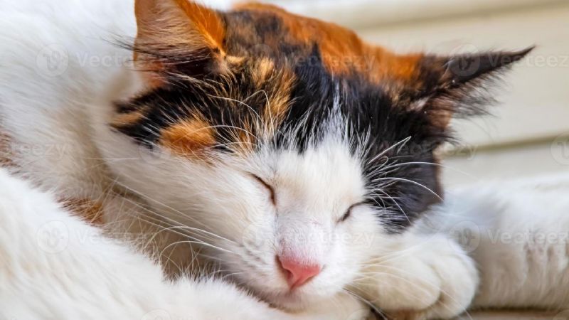 ¿Cuántas horas duerme un gato por día?