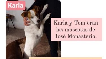 Buscan un hogar para los perritos del profesor José Monasterio