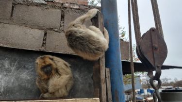 Un vecino entregó dos monos carayá que tenía en su vivienda
