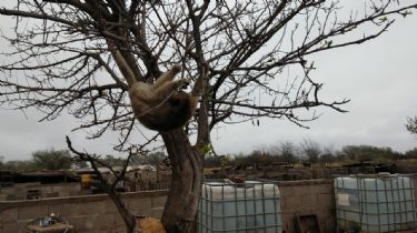 Un vecino entregó dos monos carayá que tenía en su vivienda