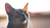 ¿Por qué los gatos se asustan mucho con todo?