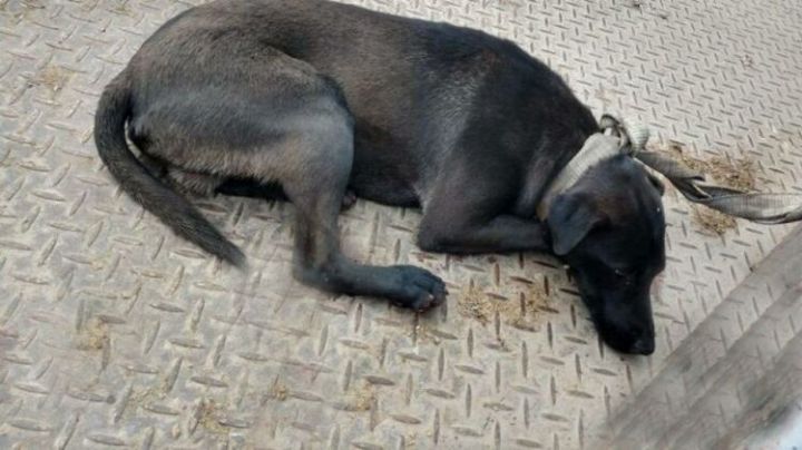 Maltrato animal: Rescataron a un perro que era arrastrado en la autopista