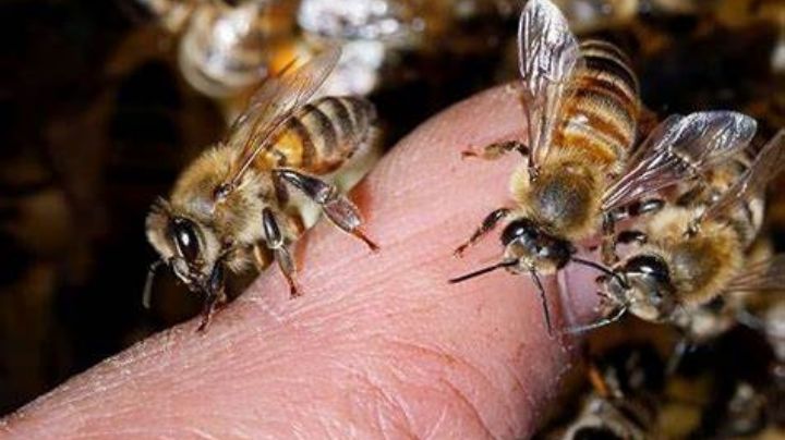 Murió un hombre tras haber sido atacado por abejas