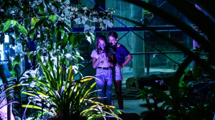 Más de 500 personas disfrutaron de la caminata nocturna en el Jardín Botánico