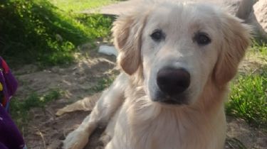 Un carlospacense ofrece 50 mil pesos para recuperar a su perro