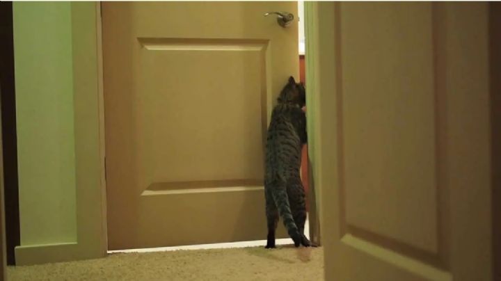 Por qué tu gato siempre pide que le abras pero no sale ni entra