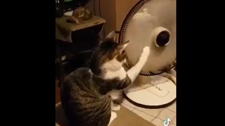Video viral: un gato juega con un ventilador encendido