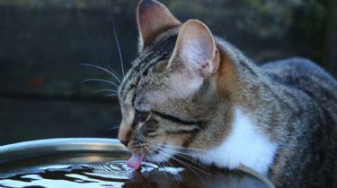 Ola de calor: ¿cómo hago para refrescar a mi gato?