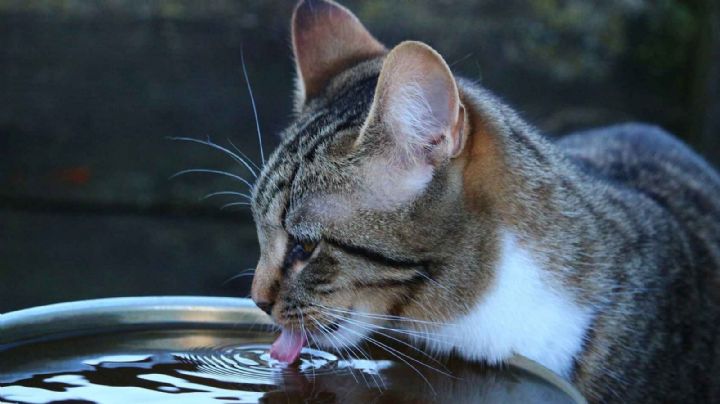 Se viene una fuerte ola de calor: ¿cómo hago para refrescar a mi gato?