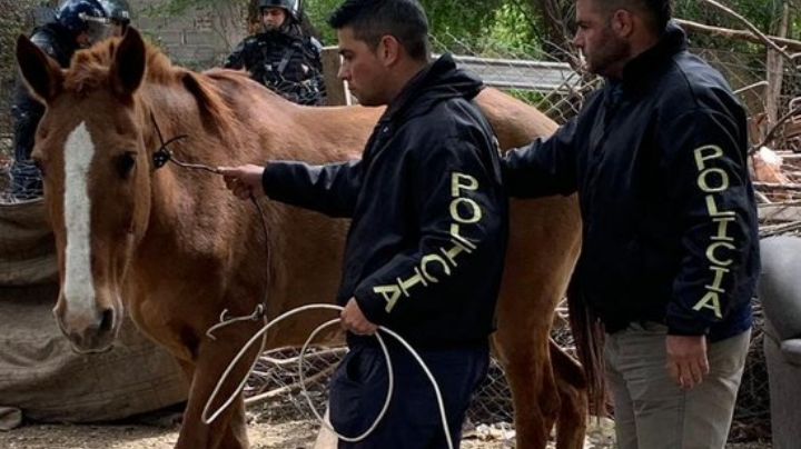 Recuperan tres caballos que fueron robados de un centro de equinoterapia