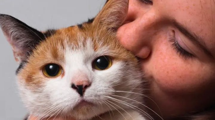 Estas son las razones por las que un gato te cambia la vida