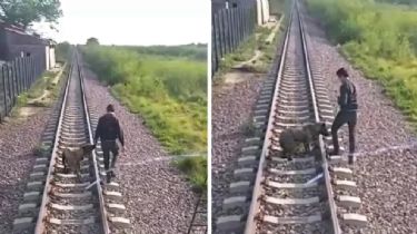 Chaco: un maquinista salvó a un perro atado en las vías del tren