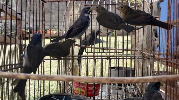 Más de 300 aves rescatadas en cautiverio en Villa Nueva y Villa María