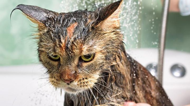 ¿Por qué algunos gatos no soportan el agua?
