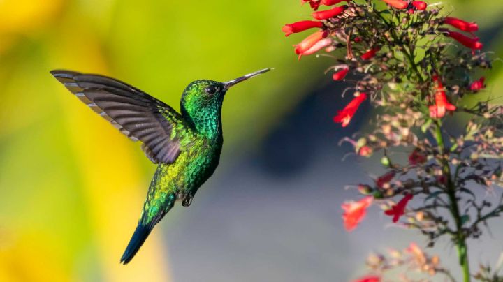 Qué significa que un colibrí visite tu casa