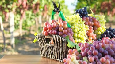 Beneficios y propiedades de las uvas para nuestra salud