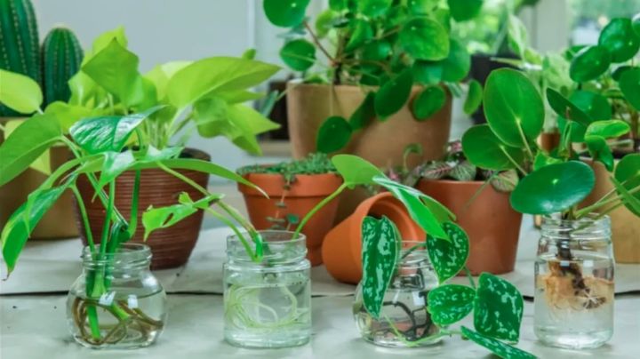 Las 3 plantas ideales para cultivarlas en agua