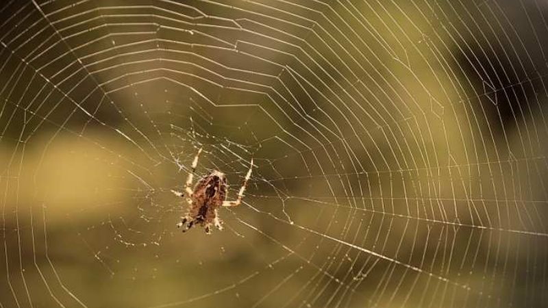 ¿Sabías que las arañas son beneficiosas para tu hogar y tu salud?