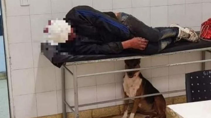 Un perro salvó a su dueño de una golpiza y lo cuidó en el hospital