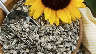 Beneficios y propiedades de las semillas de girasol